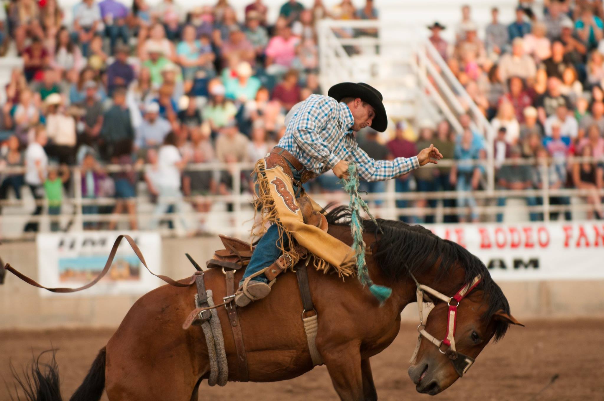 About Ute Stampede Rodeo